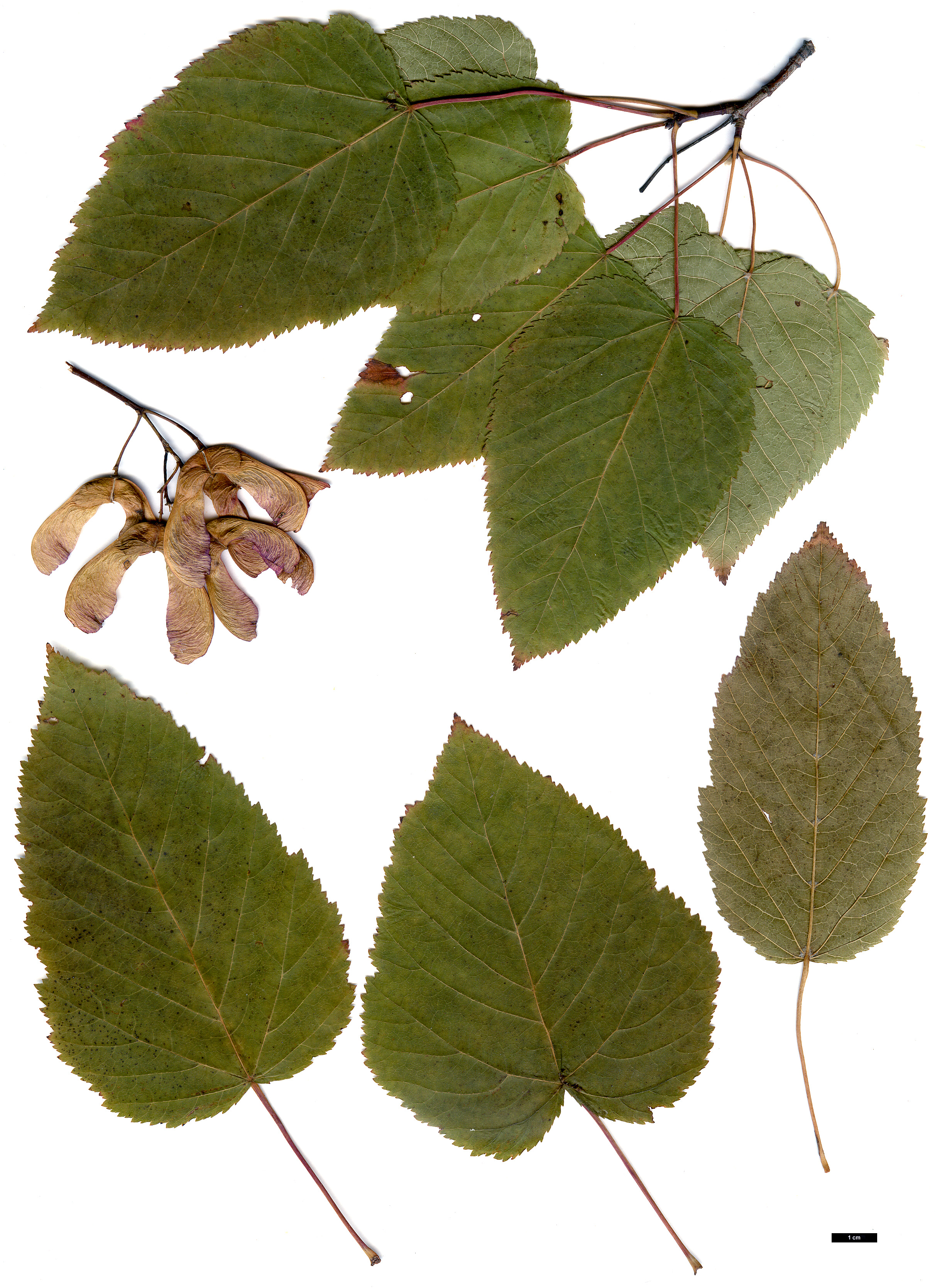 High resolution image: Family: Sapindaceae - Genus: Acer - Taxon: tataricum - SpeciesSub: subsp. tataricum